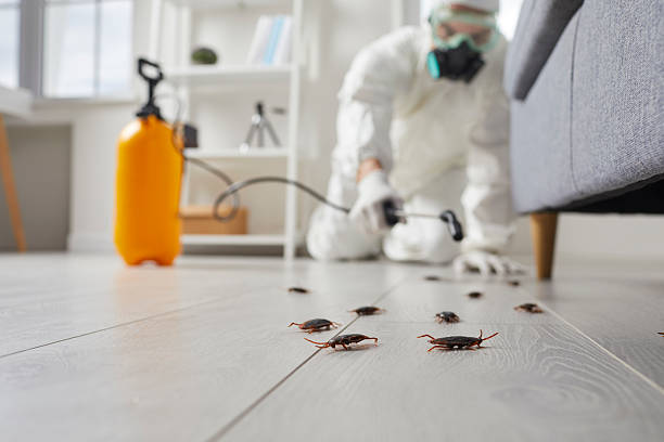 Post-Treatment Bed Bug Interceptor Monitoring in Cutler